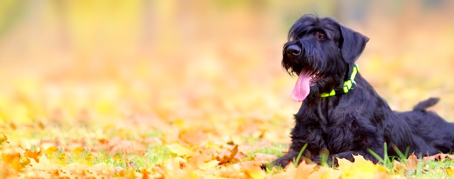 Catcher In The Rye Inspired Dog Names Popular Male And Female Names